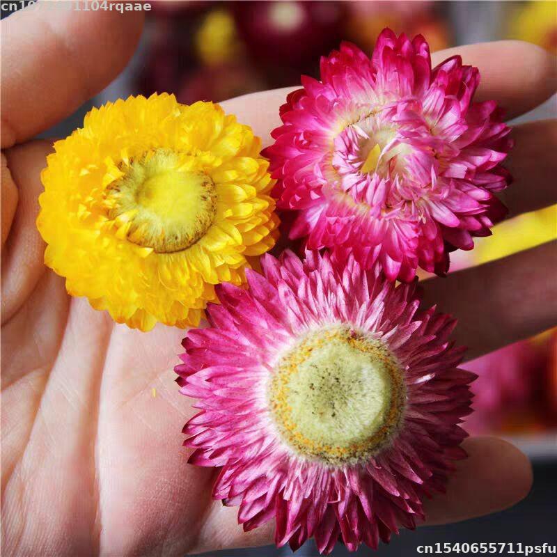 100% Natural Dried Flowers Bra – Candle Making Material Wholesale Bewertung und Preis