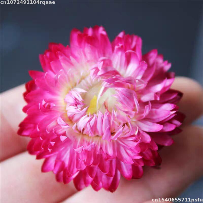 100% Natural Dried Flowers Bra – Candle Making Material Wholesale Bewertung und Preis